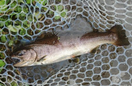 真夏でも釣れる！ ～フィッシングパーク高島…